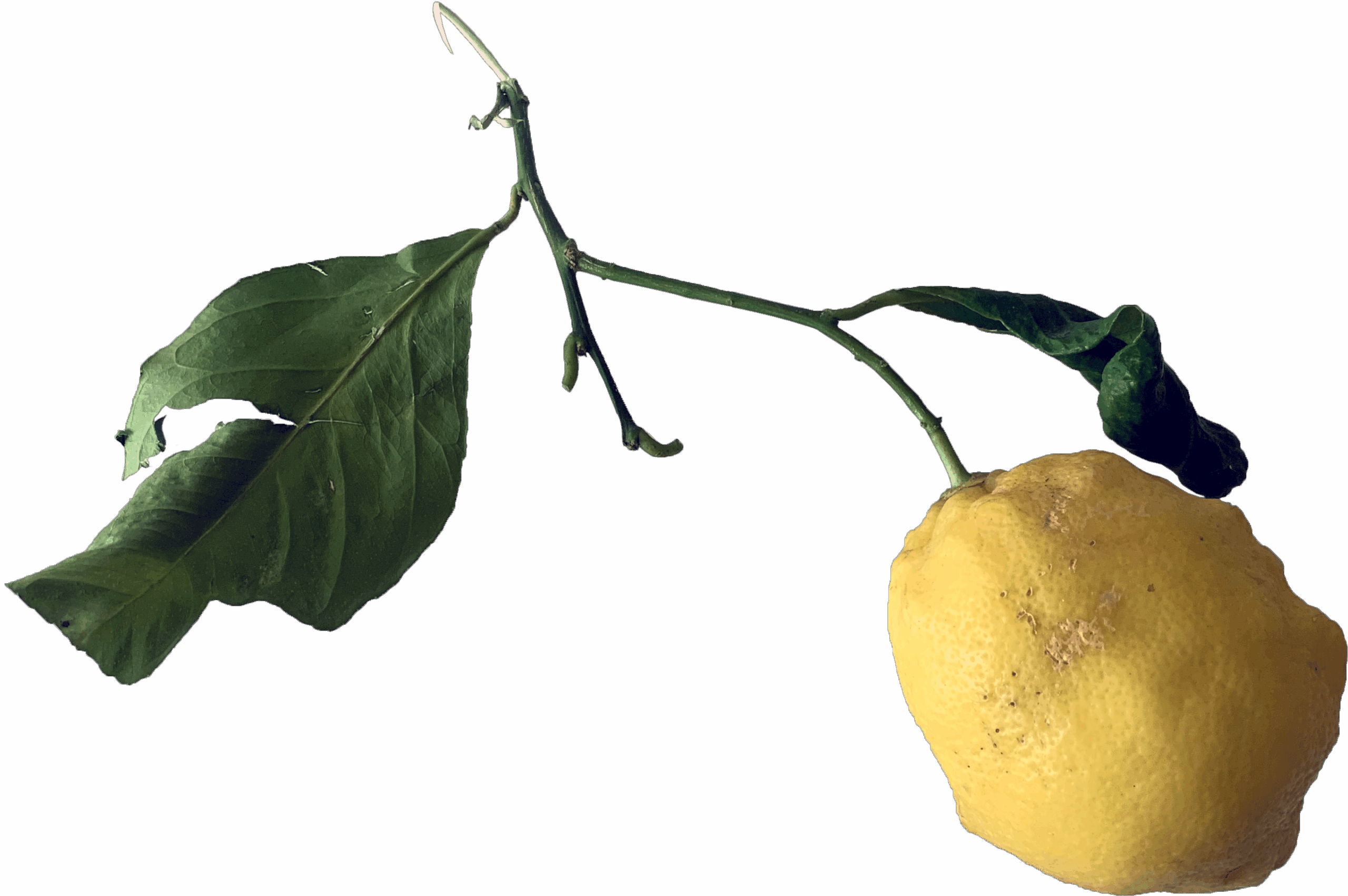 citron_ikon